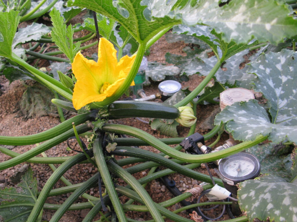 Sensor de humedad en cultivo de calabacín en invernadero