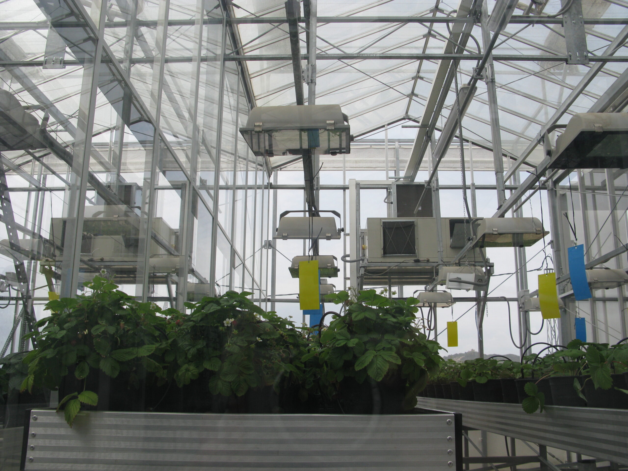 Climatización en invernaderos: Mejora la eficiencia