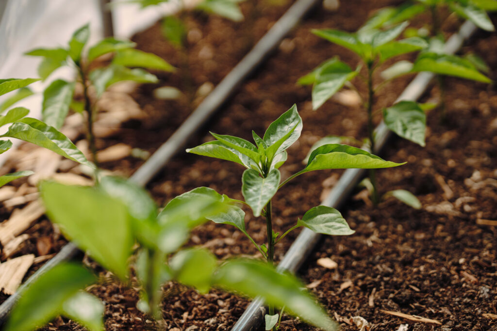 Fertirriego eficiente para un suelo agrícola sano en plantas de pimiento