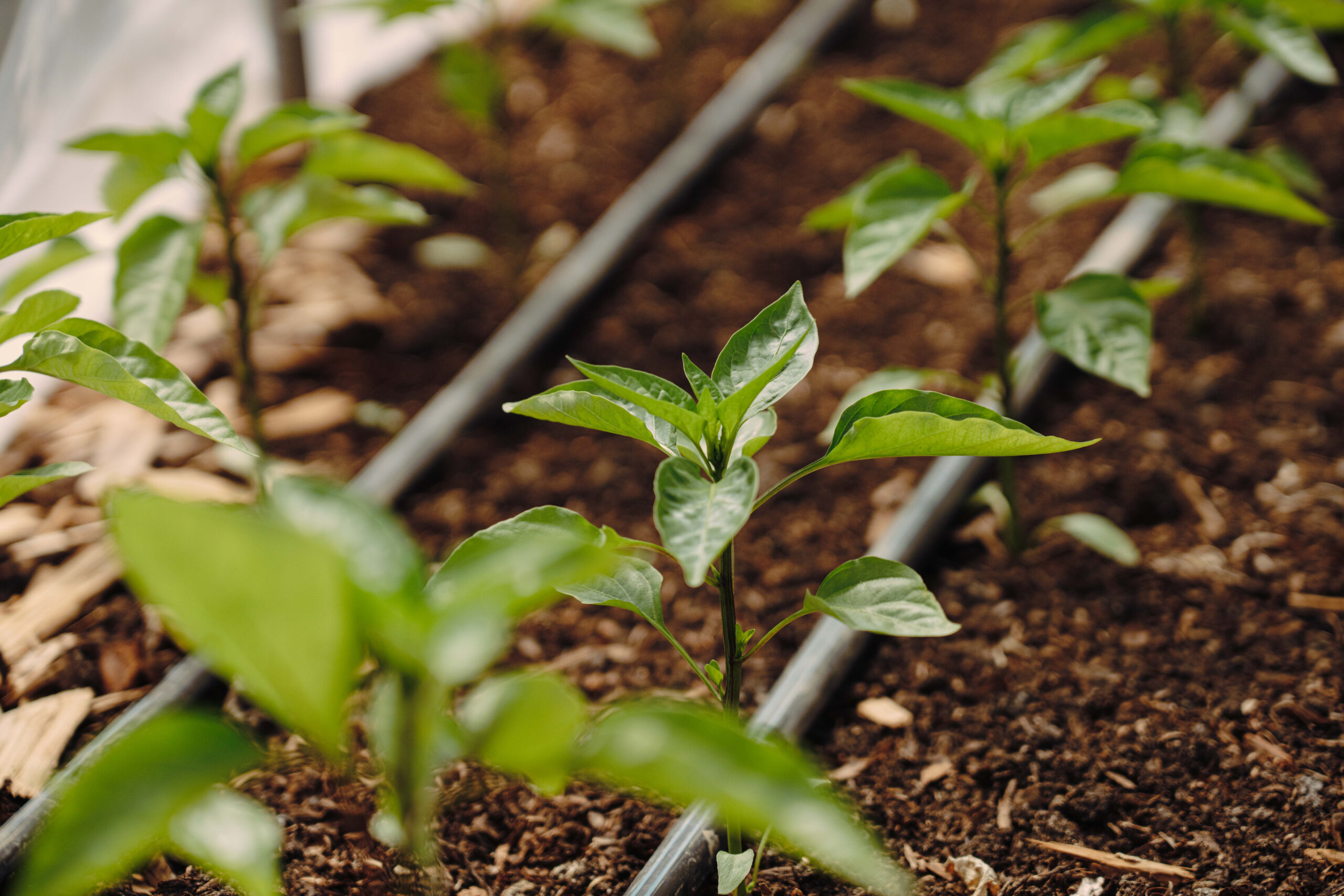 Fertirriego eficiente para un suelo agrícola sano