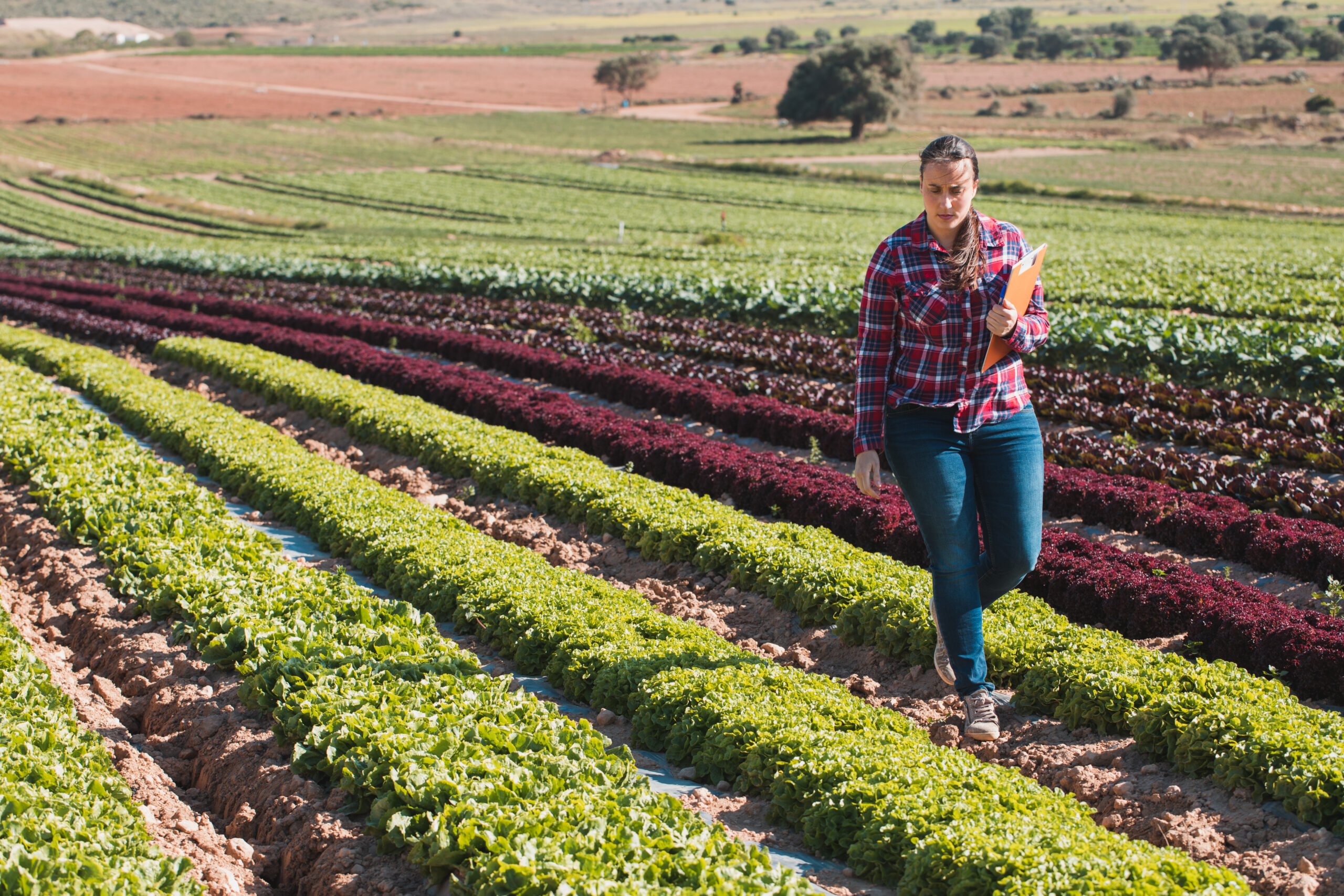 El rol del técnico agrícola en la era de la sensorización: datos, análisis y decisiones eficientes