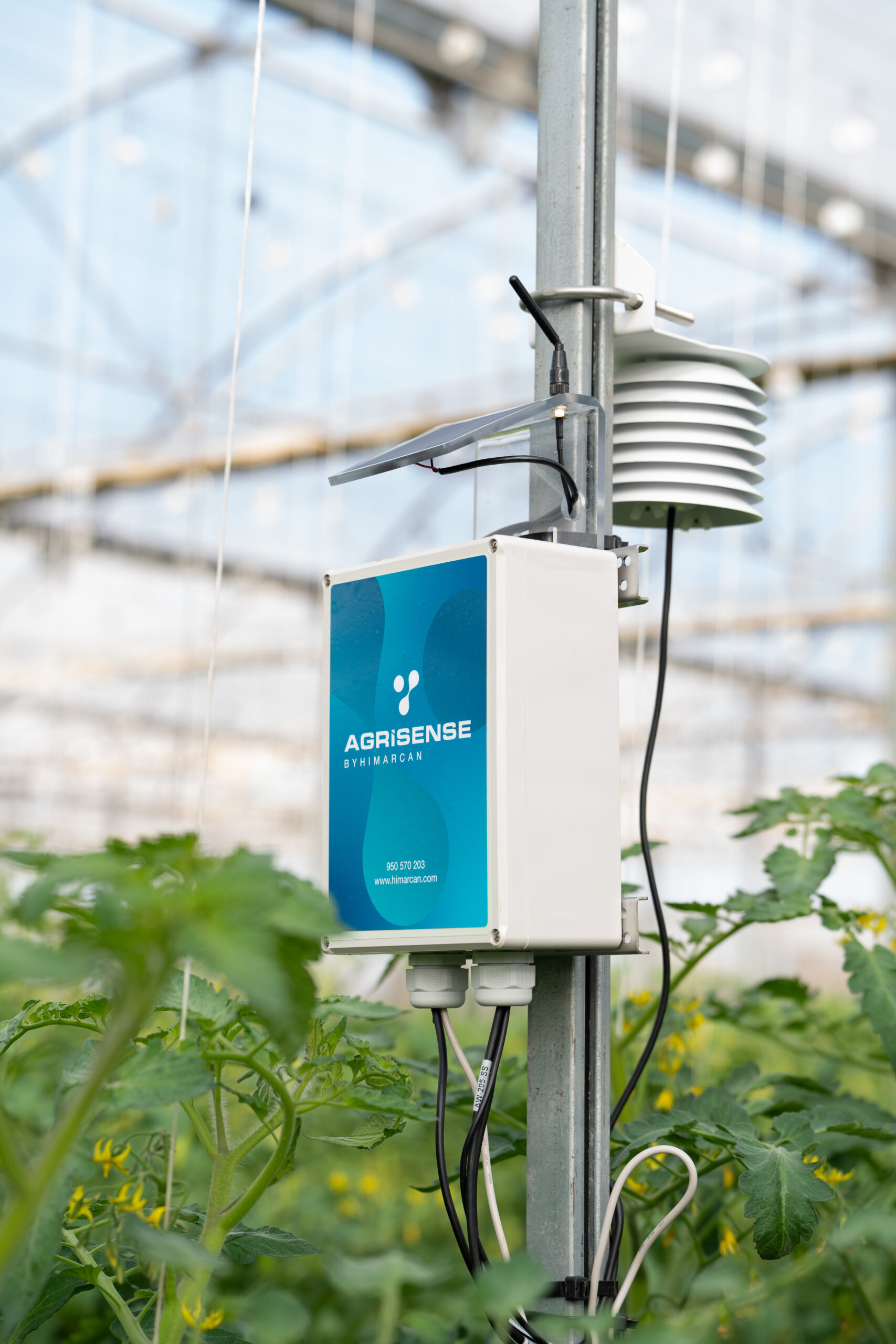 Sensorización avanzada en invernaderos: Reduce costes y optimiza riego, clima y nutrición.