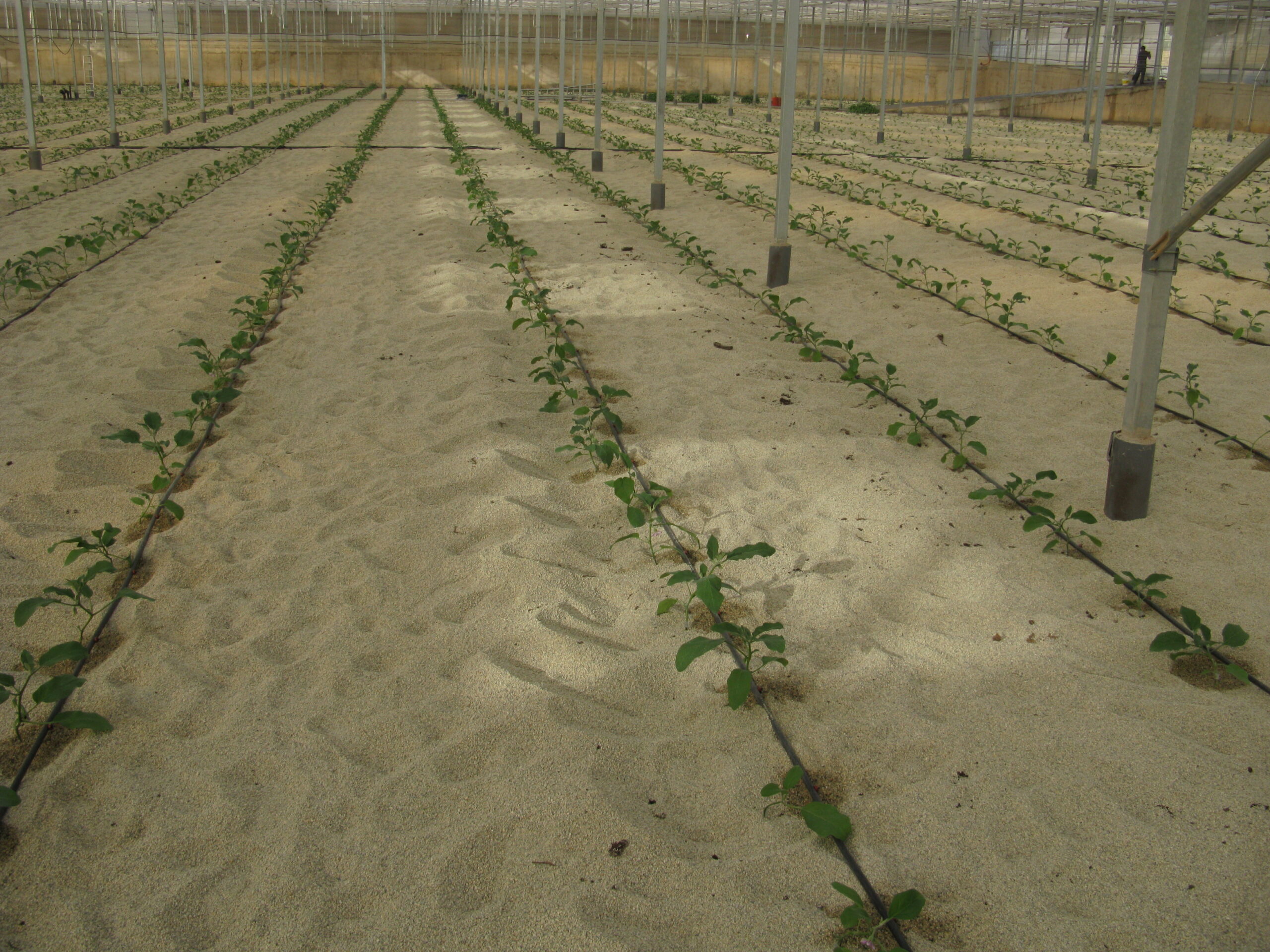 Agricultura biodinámica + Tecnología: Fertirriego, Clima y Sensores bien integrados