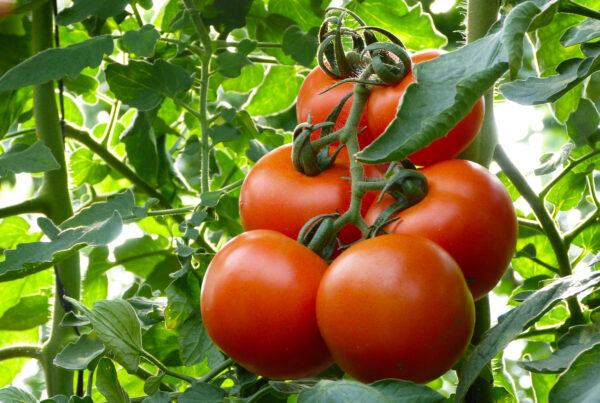 Rama de tomate en invernadero