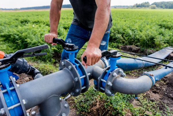 Drip irrigation system. Water saving drip irrigation system being used in a young carrot field. Worker opens the tap