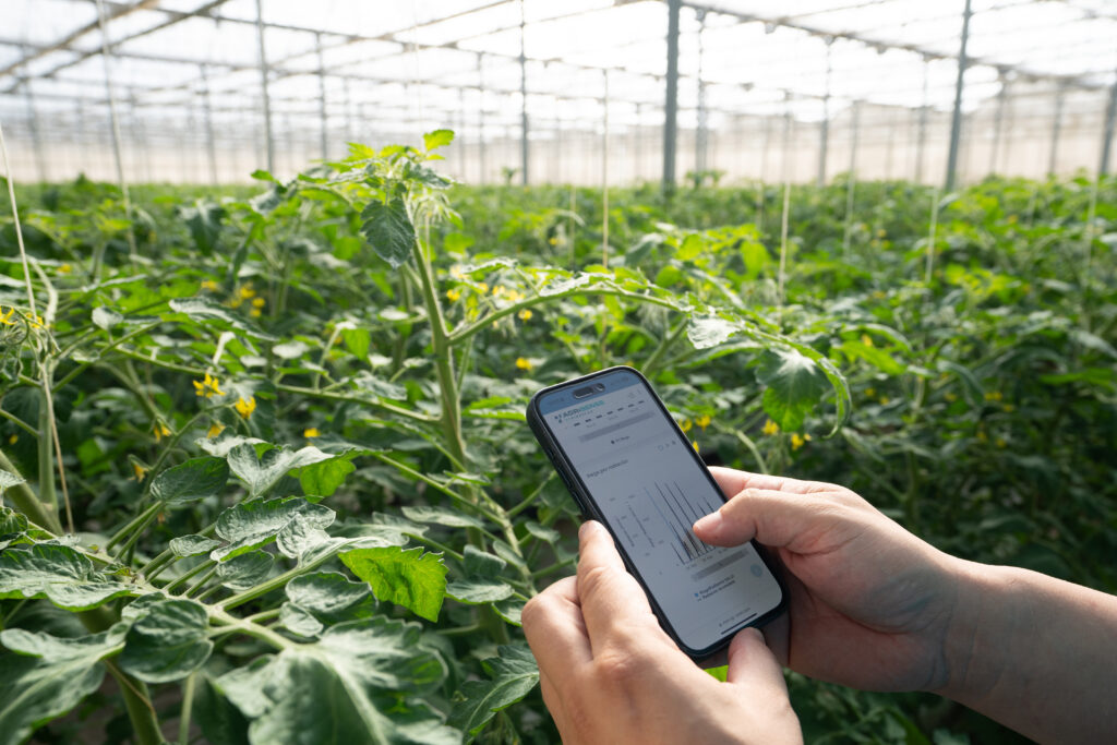 Software Agrisense by Himarcan. Técnico controla datos de sensores en invernadero de tomate
