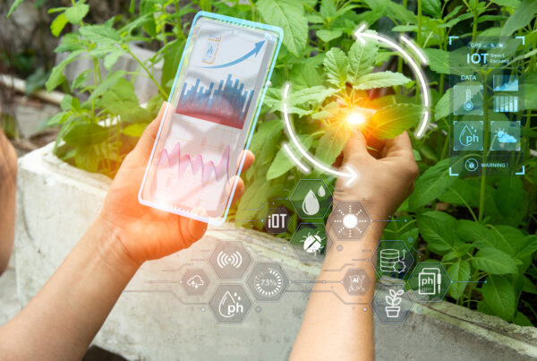 Imagen de cultivo en invernadero con monitoreo digital: manos revisando hojas de planta mientras un smartphone muestra datos de sensores IoT (humedad, pH, temperatura y gráficos), representando agricultura de precisión y control inteligente del riego y clima.