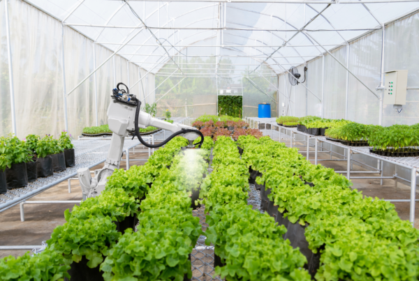 Brazo robótico aplicando tratamiento fitosanitario de forma automatizada en cultivo de lechuga dentro de un invernadero tecnificado, optimizando la eficiencia del riego y el control de plagas en agricultura de precisión.