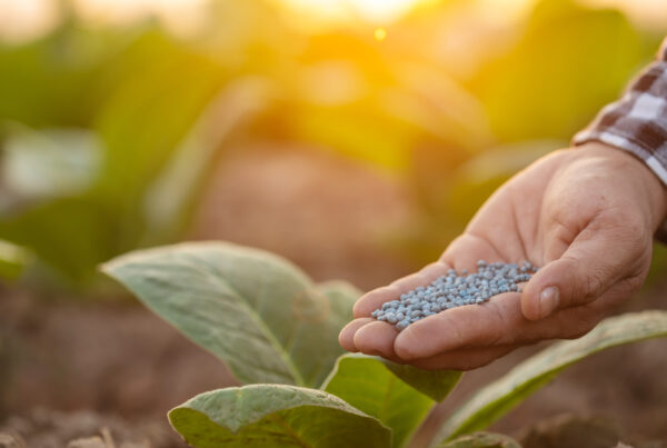 Mano aplicando fertilizante granulado sobre una planta joven en campo agrícola al atardecer, simbolizando la nutrición del cultivo, el manejo eficiente del fertirriego y la optimización del crecimiento vegetal.