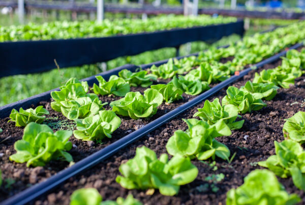 Cultivo de lechuga en invernadero con sistema de riego por goteo, detalle de líneas de riego y desarrollo uniforme de plantas en suelo agrícola, optimización del fertirriego y control hídrico en agricultura profesional.