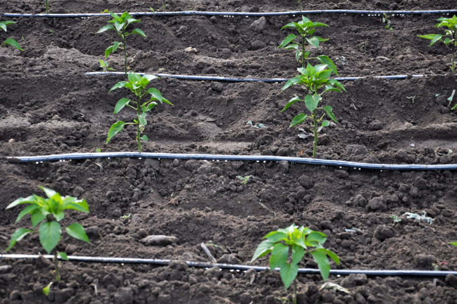 Riego por goteo en cultivo hortícola joven para optimizar el uso del agua