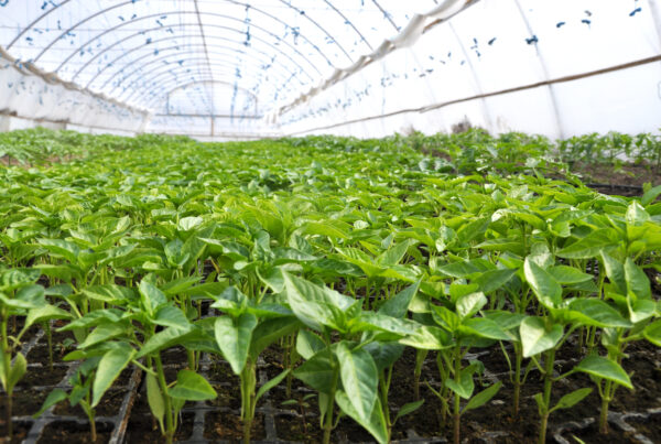 Plantas verdes en invernadero